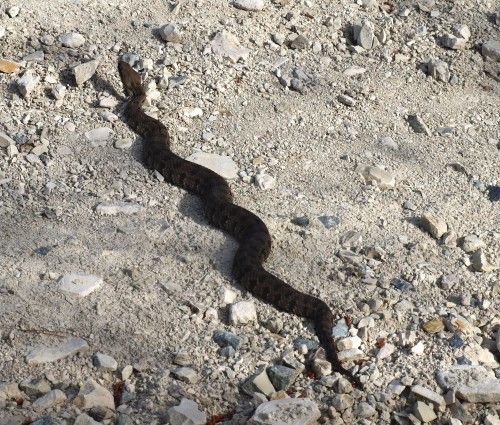 Φίνα Macrovibera lebetina